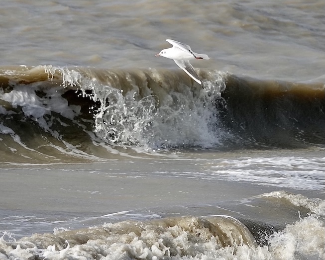 black-headed gull